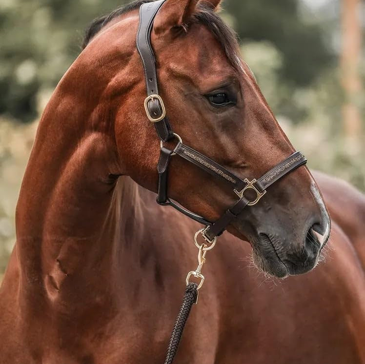 Countdown to Christmas: π΄2025 Advent Calendar for Horse Lovers! β¨