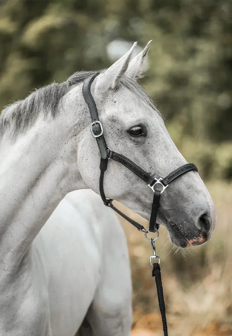 🎅Christmas Early Bird Sale 50% Off🐎Horsebrands Advent Calendar 2025